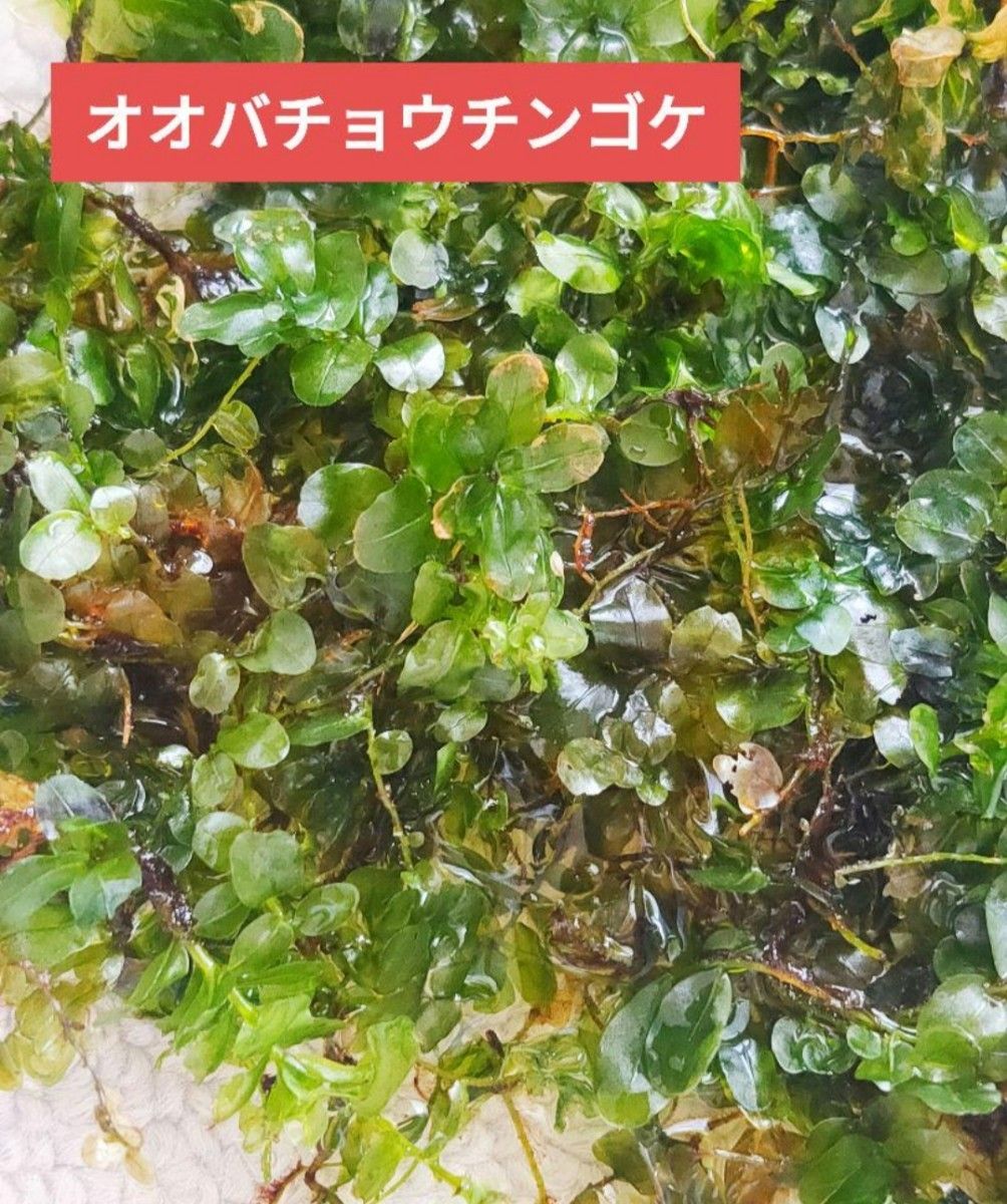 苔の詰め合わせ　苔　18種類　苔テラリウム　テラリウム　パルダリウム　ビバリウム　アクアリウム 山苔