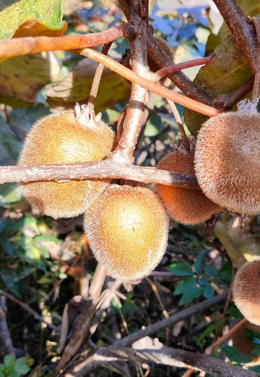 無農薬　枝　キウイのかじり木　ハムスター　うさぎ餌　かじり木　キウイフルーツ