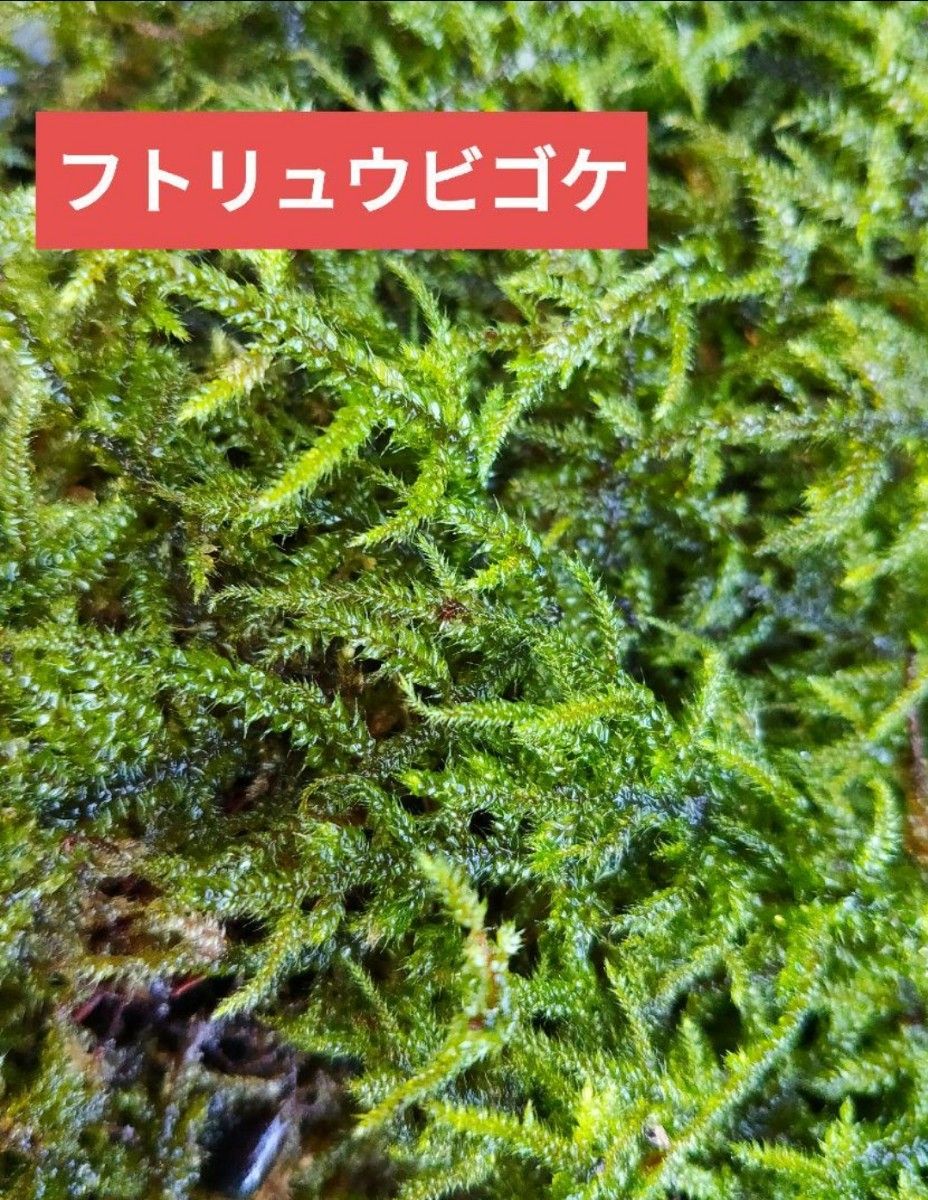 苔の詰め合わせ　苔　18種類　苔テラリウム　テラリウム　パルダリウム　ビバリウム　アクアリウム 山苔