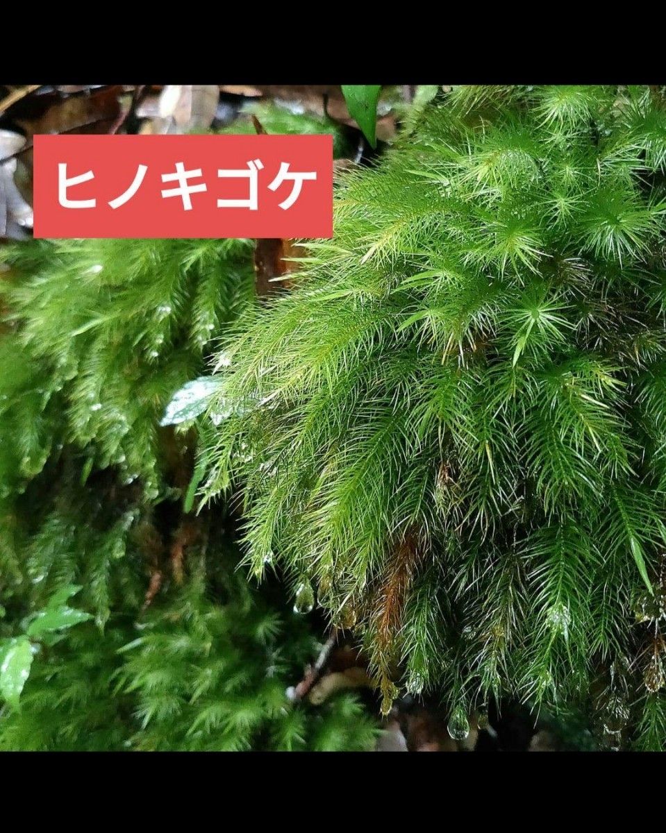 苔リウム　９種類　苔　盆栽　カエル飼育　パルダリウム　ビバリウム　アクアリウム