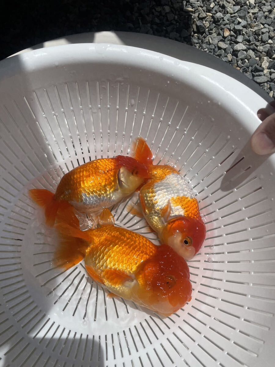  golgfish Uno group goldfish Uno group golgfish 6 number 4 -years old 2 pcs,5 -years old 1 pcs total male 3 pcs 