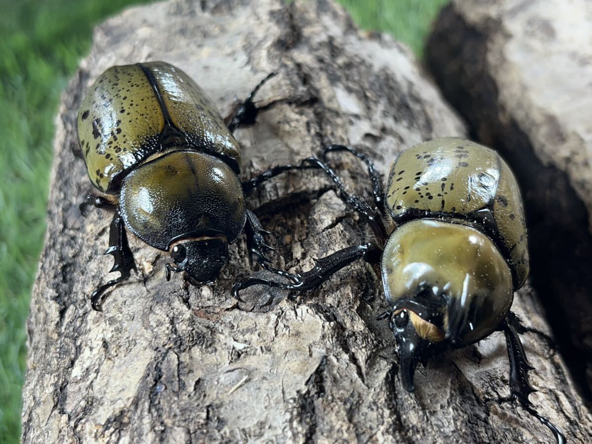 ティティウスシロカブトペア②_画像1