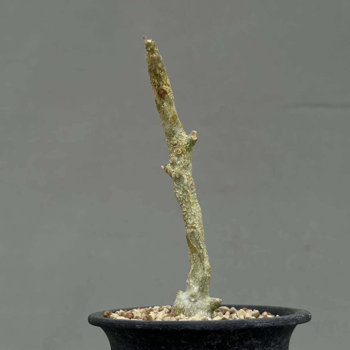 1 Dorstenia gypsophila / ドルステニア ジプソフィラ 発根管理中 [検索] グラキリス パキプス ギガス ラブラニー トゥレアレンシス _画像3