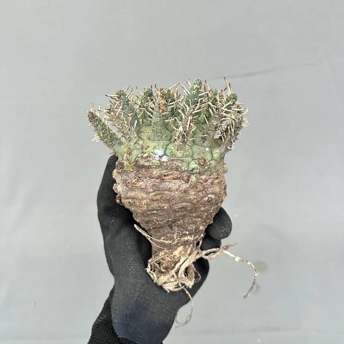 9 Euphorbia decepta / You fo рубин atesepta зеленый . шар [ поиск ]f ska жевательная резинка талон sis шероховатость Ora Hope Town ensis осьминог было использовано gla сверло s