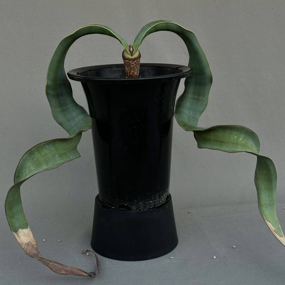 ④ Welwitschia mirabilis / ウェルウィチア ミラビリス 奇想天外 [検索] グラキリス パキプス ミラビレ トリステ デセプタ ラフレシア _画像5