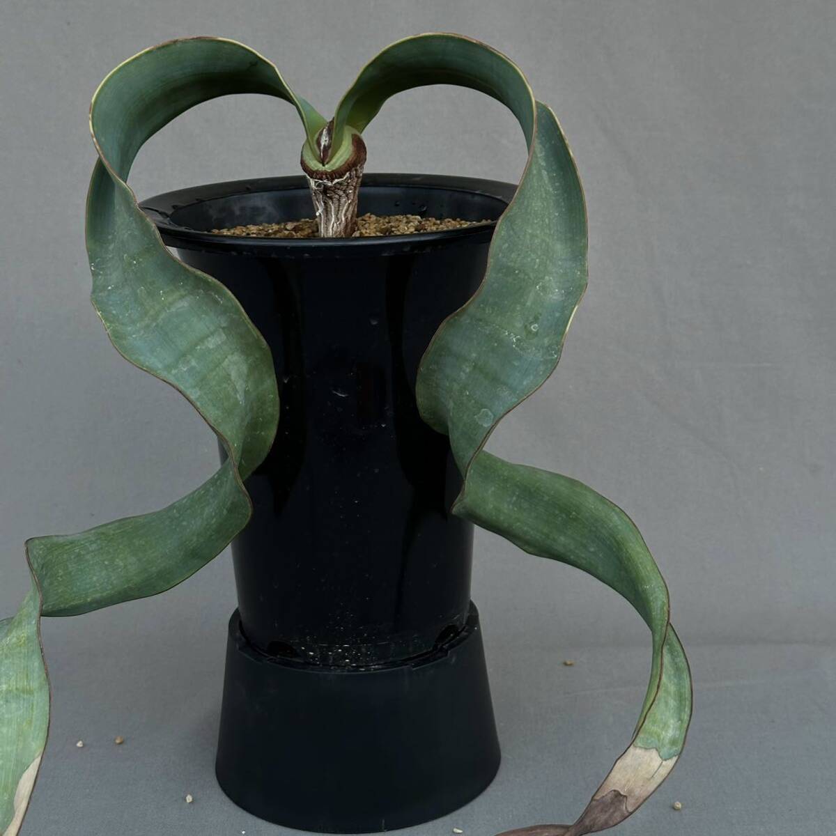 ④ Welwitschia mirabilis / ウェルウィチア ミラビリス 奇想天外 [検索] グラキリス パキプス ミラビレ トリステ デセプタ ラフレシア _画像3