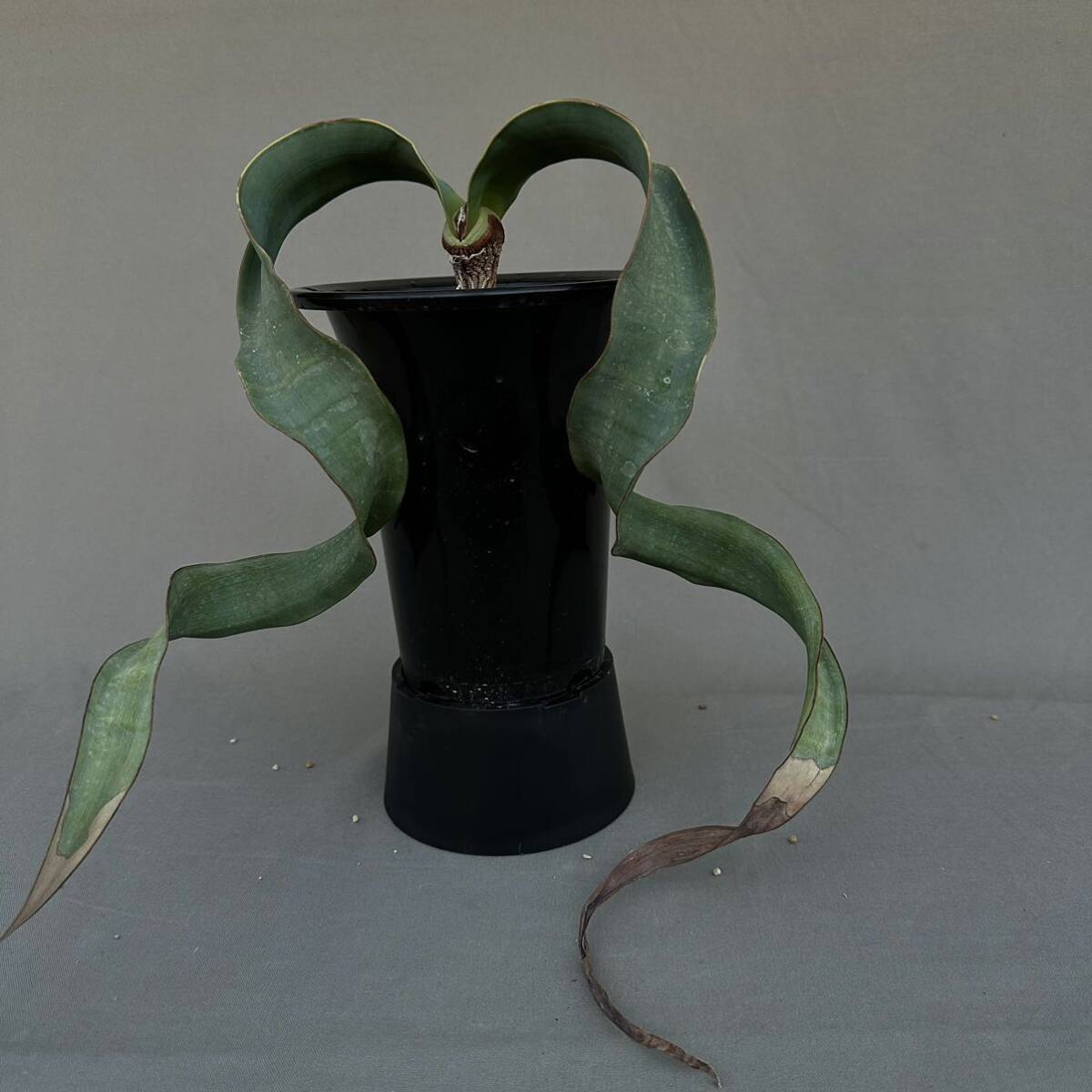 ④ Welwitschia mirabilis / ウェルウィチア ミラビリス 奇想天外 [検索] グラキリス パキプス ミラビレ トリステ デセプタ ラフレシア _画像1