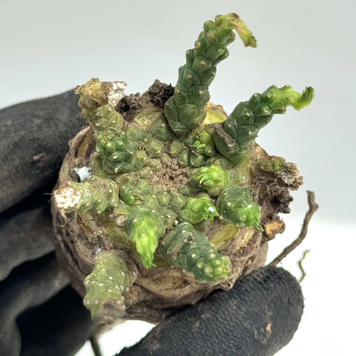 29 Euphorbia gatbergensis / ユーフォルビア ガトベルゲンシス 鷲卵丸 [検索] フスカ ガムケンシス バリオラ ホープタウンエンシス_画像3