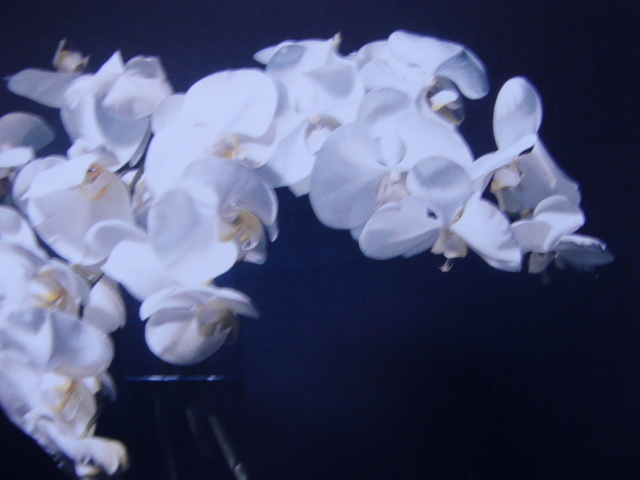 五味 文彦 【白い花】 、希少画集画、状態良好、新品高級額装付、送料無料、洋画 油彩 風景、zer_画像4