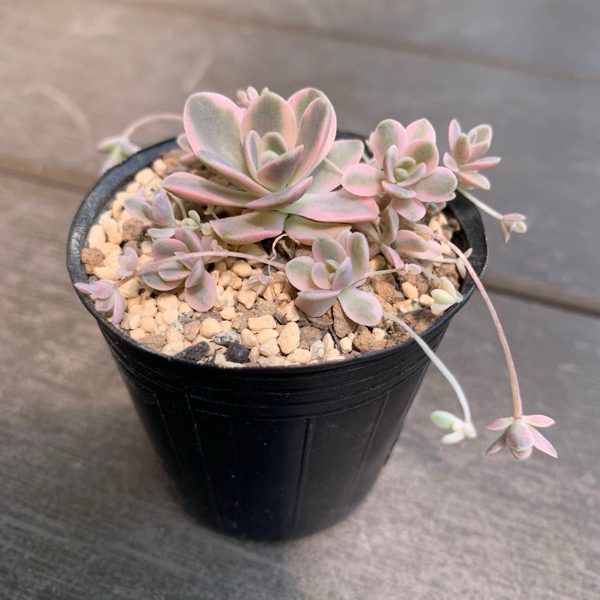 ［多肉植物］子持ち蓮華錦 鏡花 抜き苗