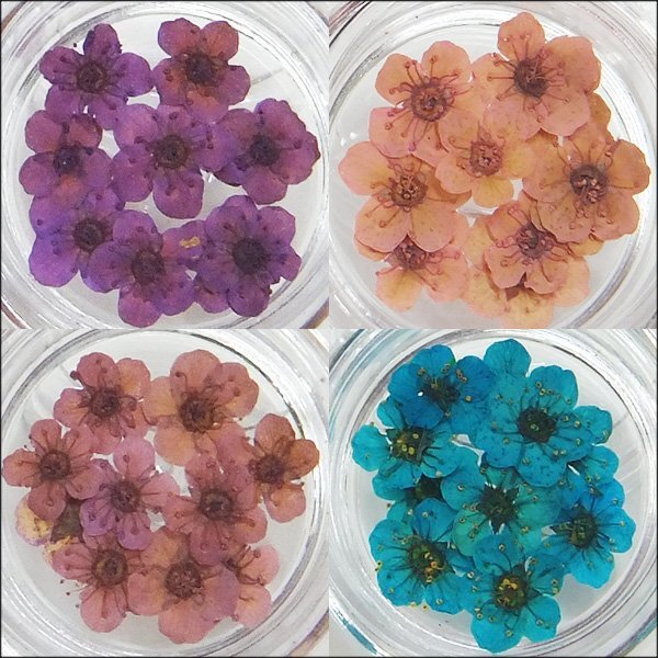  засушенный цветок [B] сухой цветок 12 вид комплект ручная работа аксессуары UV resin детали материалы почтовая доставка /21