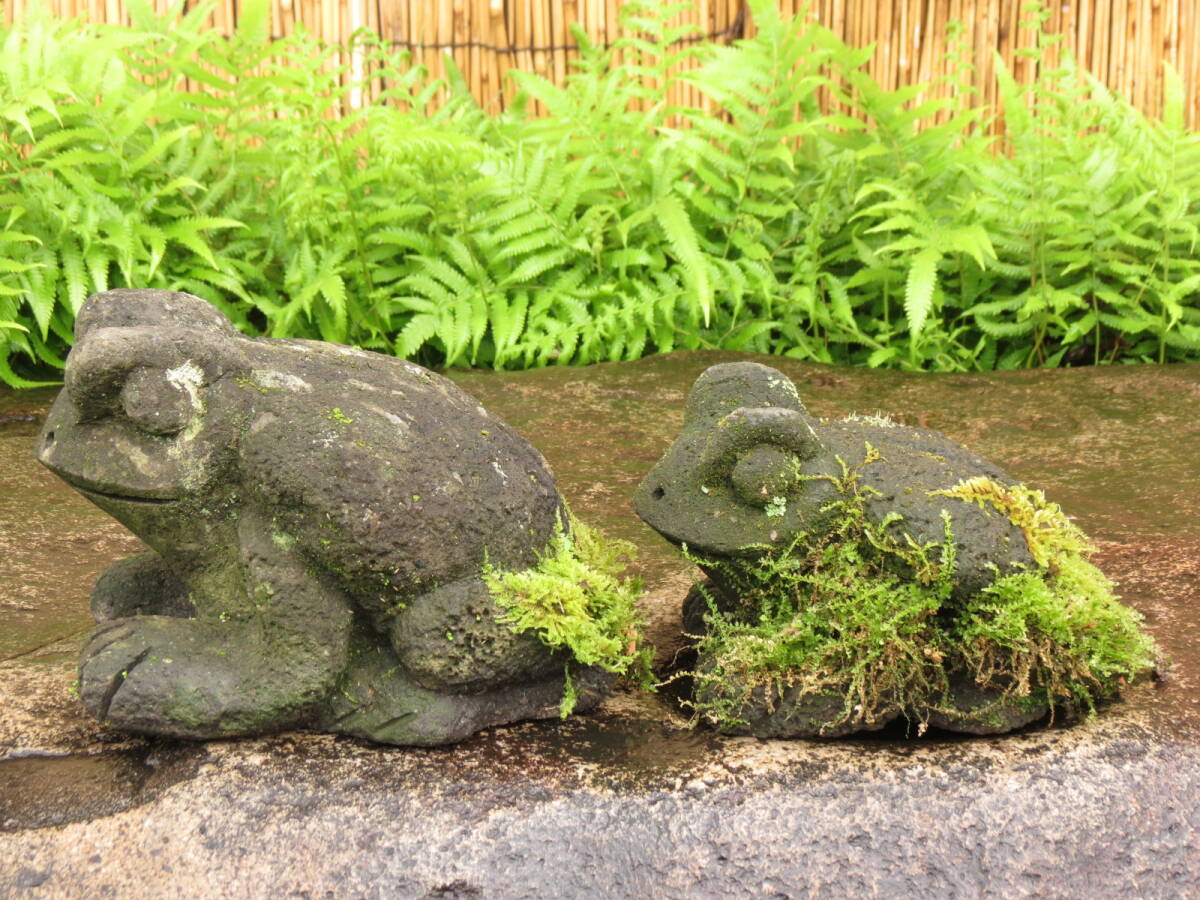 がま二匹　長さ24.5cm、20cm　蛙　庭石　九州産天然石_画像4