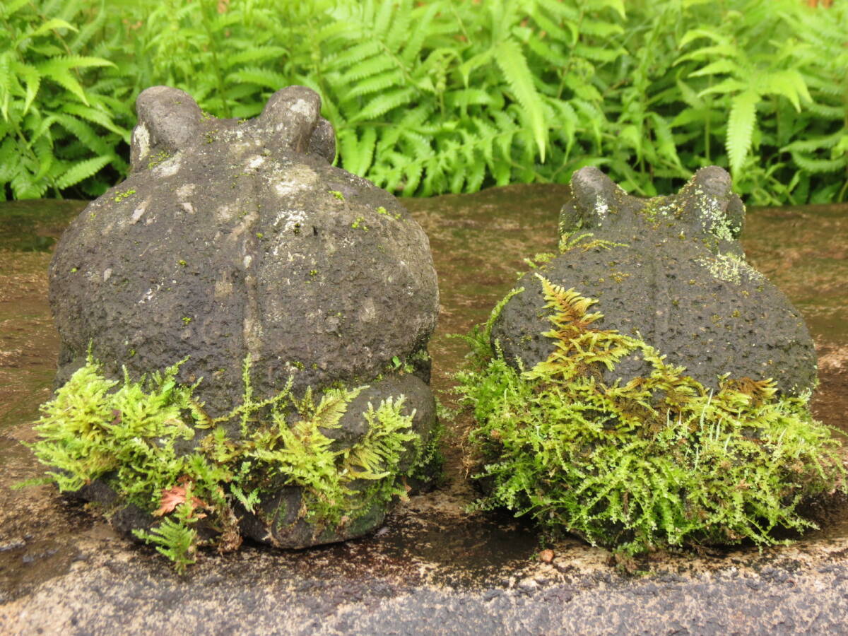 がま二匹　長さ24.5cm、20cm　蛙　庭石　九州産天然石_画像5