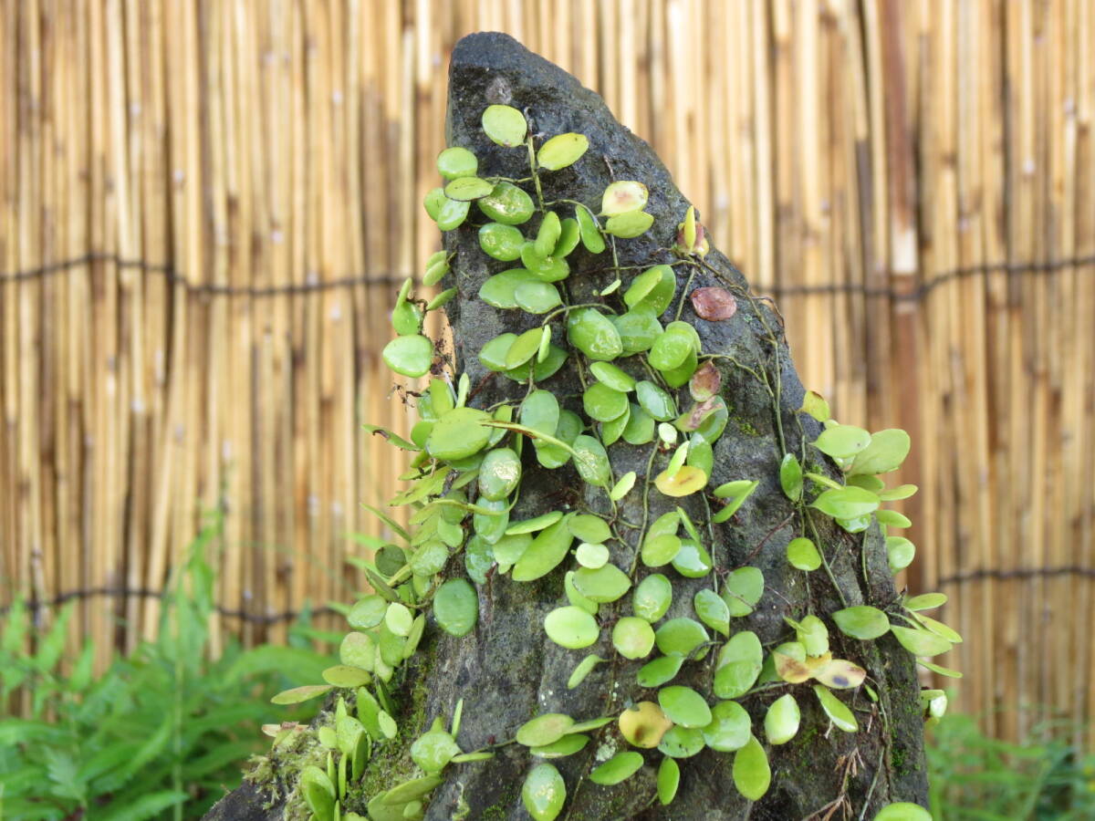  камень горшок длина 54cm масса 21.5kg цветочный горшок двор камень Kyushu производство натуральный камень 