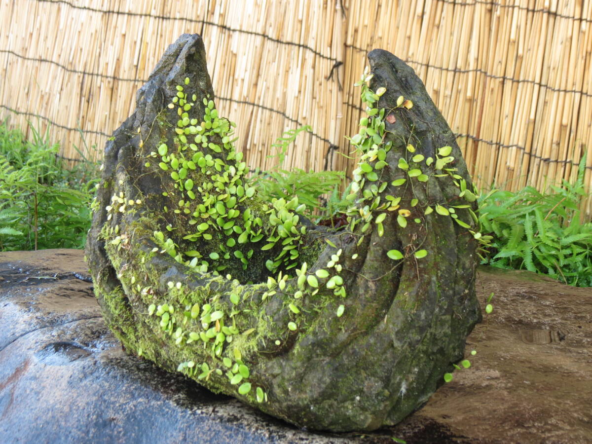  камень горшок длина 54cm масса 21.5kg цветочный горшок двор камень Kyushu производство натуральный камень 