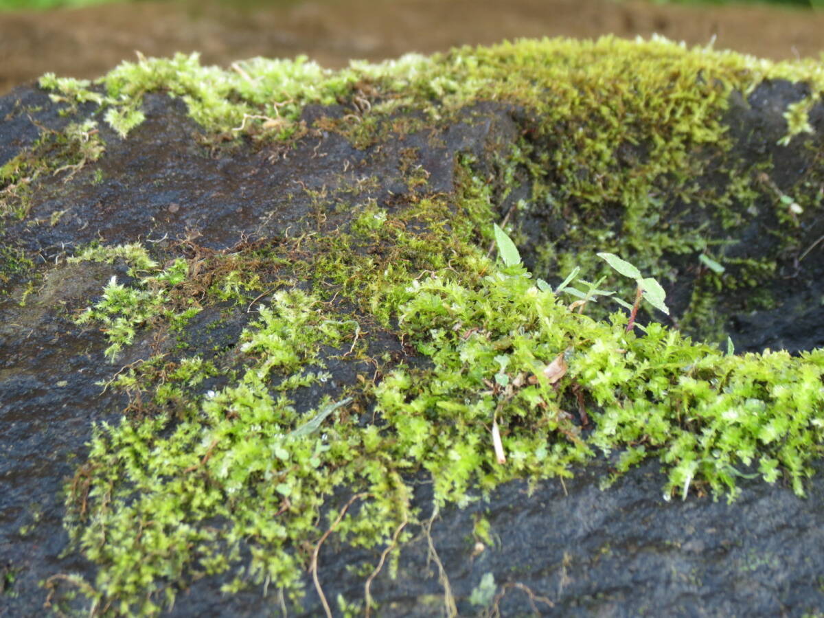 石鉢　長さ38.8cm　重量4.5kg　植木鉢　庭石　蹲　九州産天然石_画像2