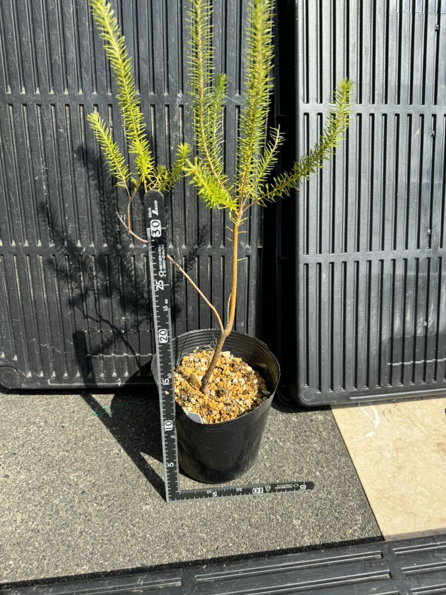 ヒースバンクシア バンクシア エリシフォリア（Banksia ericifolia）オージープランツ ヤマモガシ科 ※検索用 プロテア Protea の画像2