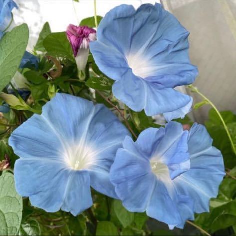 『青雲』 大輪朝顔の種 あさがおの種 水色 ライトブルー アサガオの種子の画像3