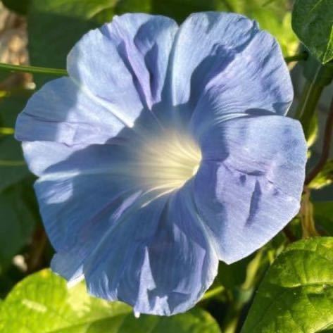 『青雲』　大輪朝顔の種　あさがおの種　水色　ライトブルー　アサガオの種子_画像6