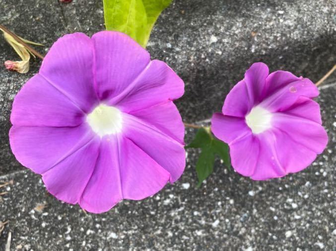 朝顔の種　ピンク紫　パープルピンク　ピンクむらさき　アサガオの種　日本朝顔_画像4