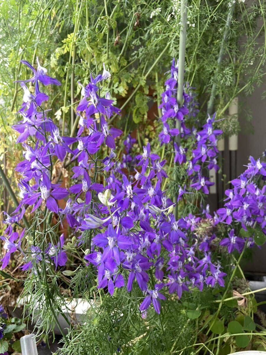 千鳥草の種　紫　ラークスパー　秋蒔き　春咲き_画像6