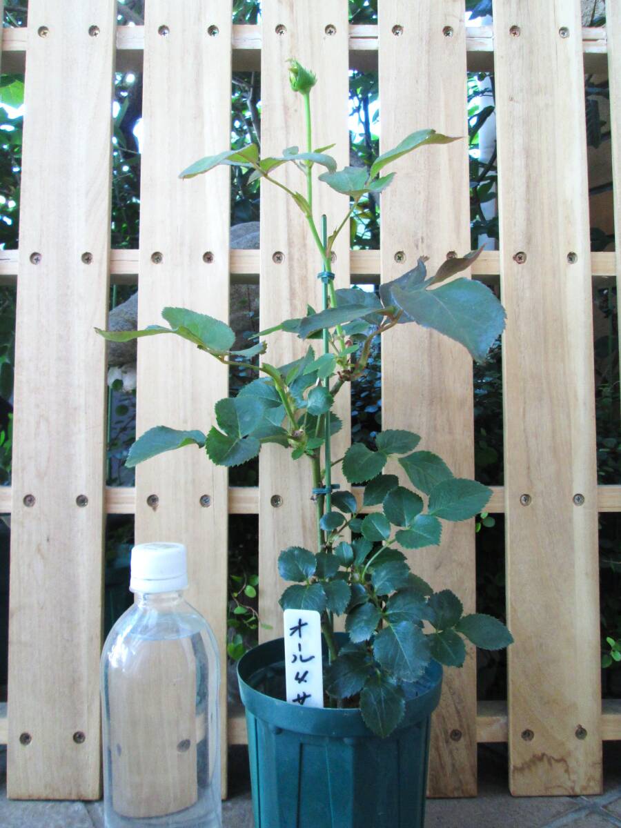 ●切り花品種・オール４サクラ●つぼみ付き挿し木２年生苗●の画像3