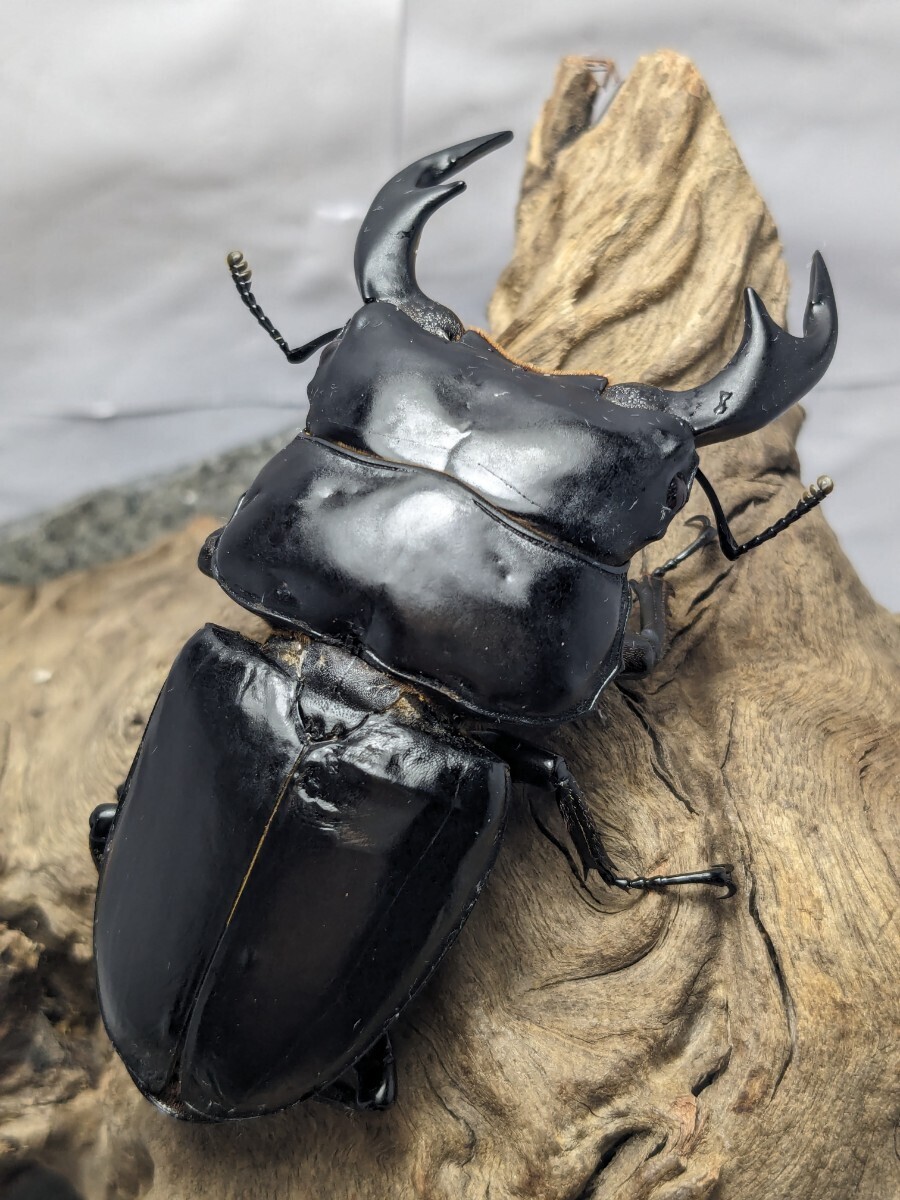 ③※発送日限定※インドアンタエウス難あり♂80.6mm×♀46.5mmペア_画像1