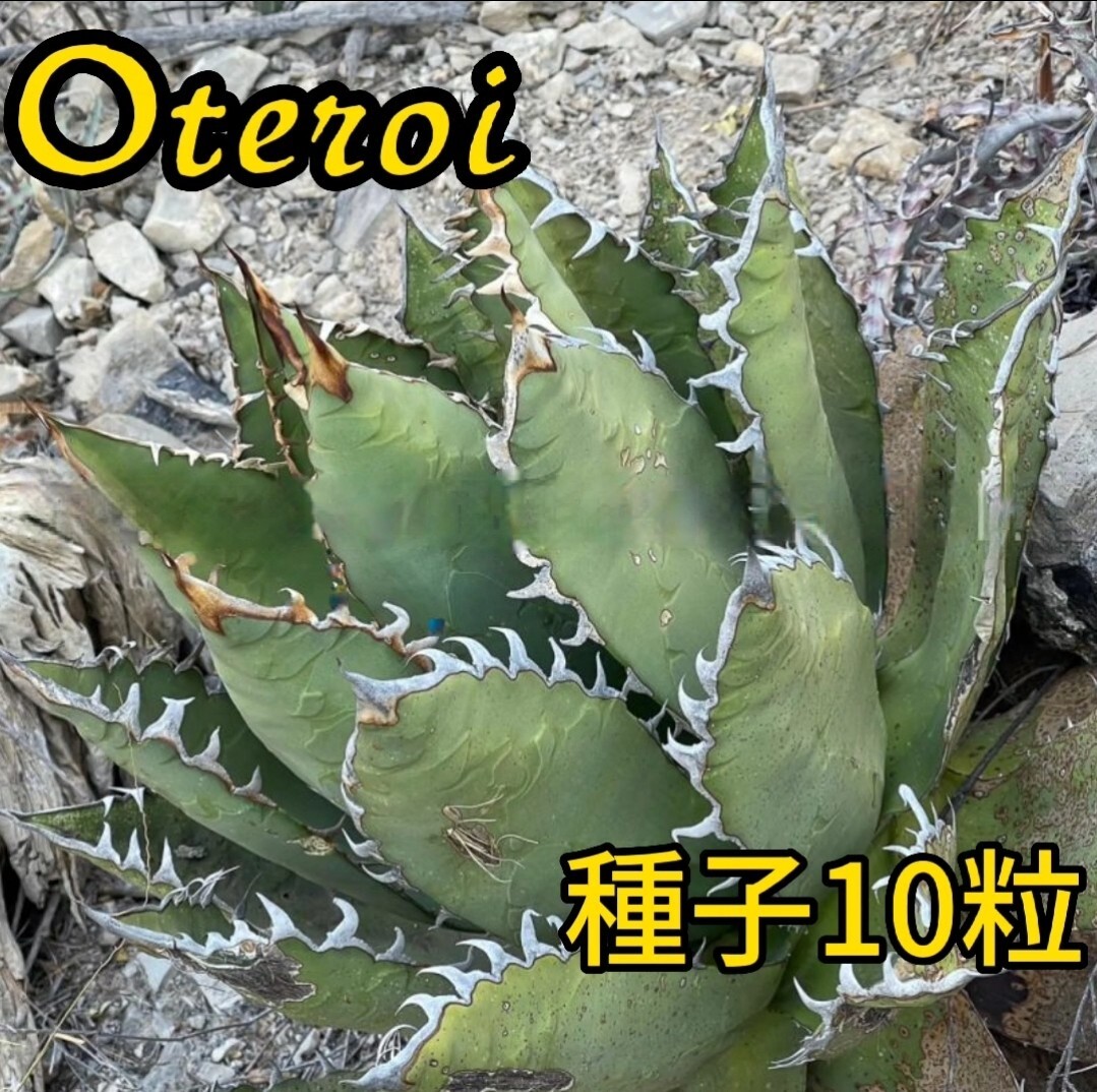 【種子】アガベ オテロイ厳龍種子10粒 メキシコオアハカ産　発芽確認済_画像1