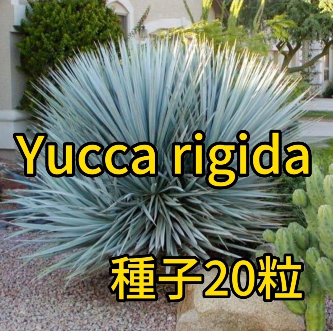 【種子】ユッカ　リギダ　種子20粒　Yucca rigida 5月入荷_画像1