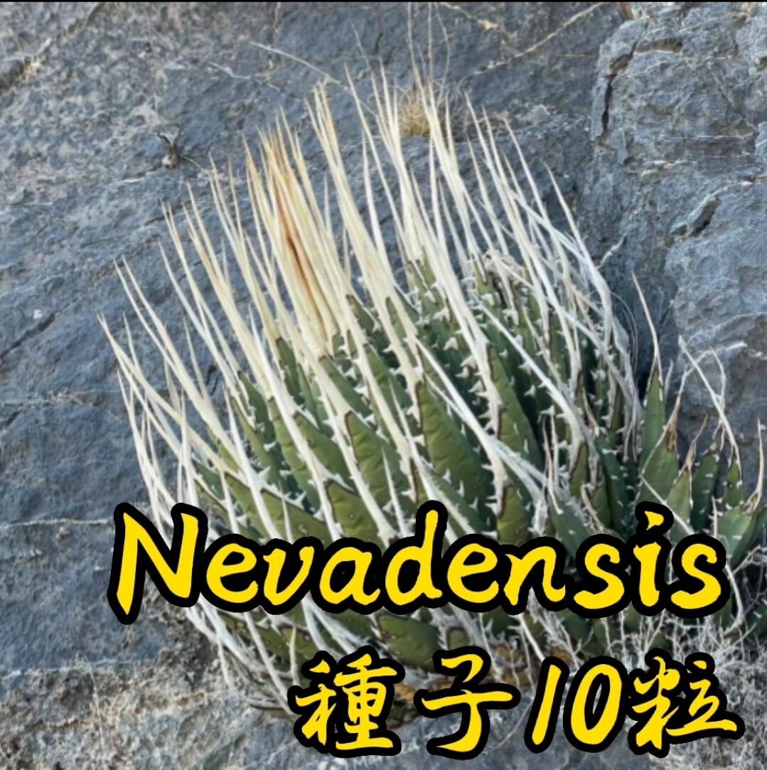 【種子】5月入荷　アガベ　ユタエンシス　ネバデンシス　種子10粒_画像1