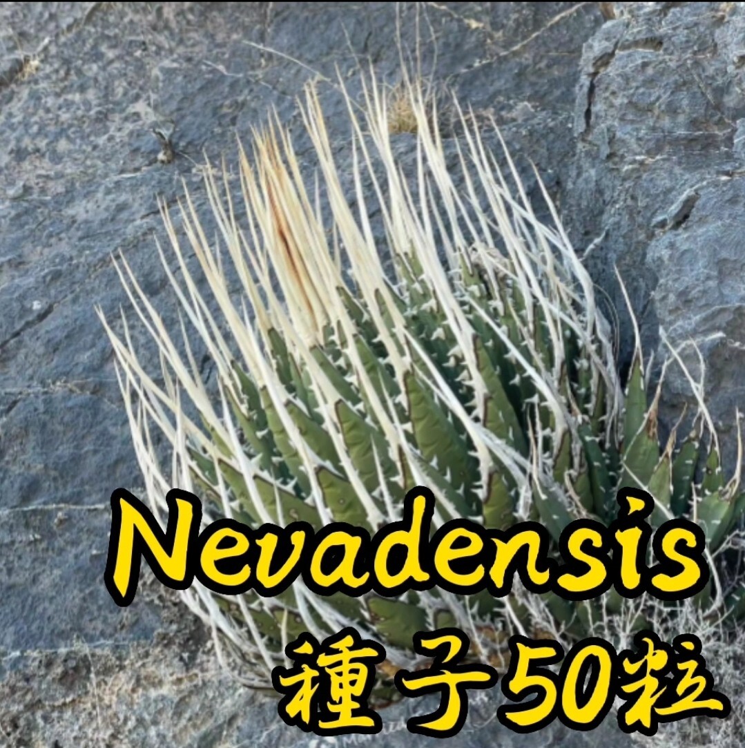 【種子】5月入荷　アガベ　ユタエンシス　ネバデンシス　種子50粒_画像1