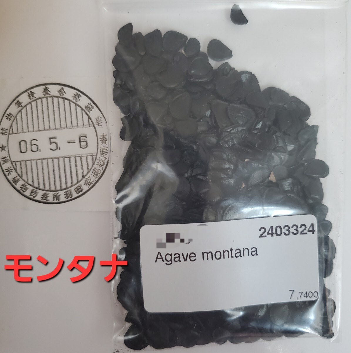 【種子】アガベ　モンタナ種子50粒　Agave montana_画像1