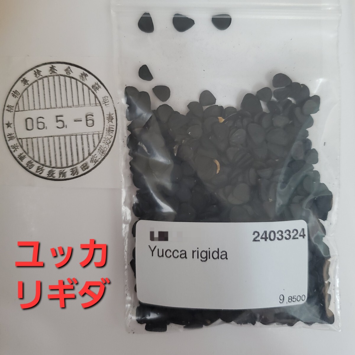 【種子】ユッカ　リギダ　種子10粒　Yucca rigida 5月入荷_画像2