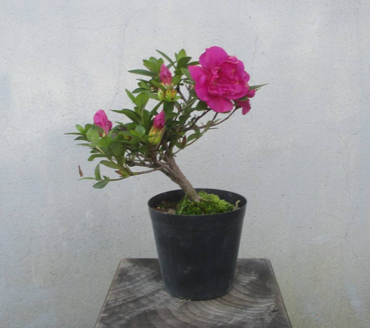 小品　さつき盆栽　　◆紫慕情◆　　鉢　　　３号深_画像5