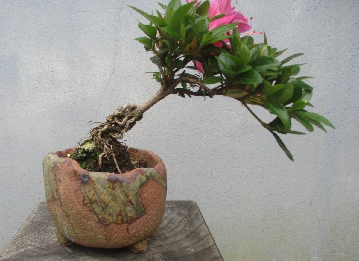 極小品　根上がり　さつき盆栽　　◆那須野◆　　鉢　　８ｃｍ_画像2
