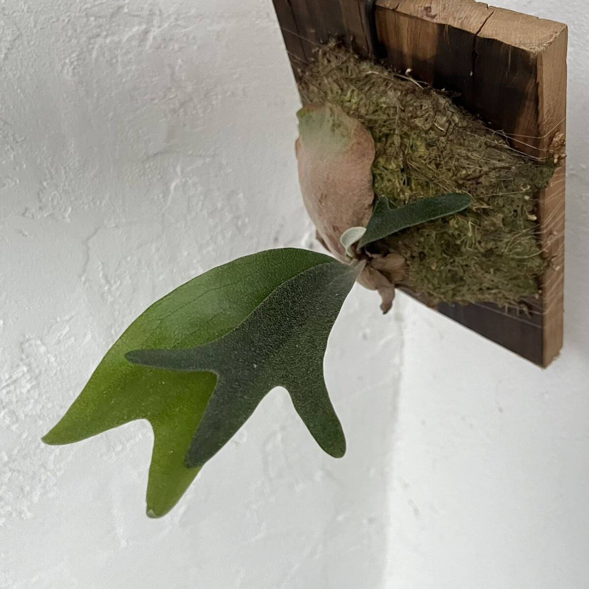 Blueboy blue Boy staghorn fern platycerium decorative plant . stock stock dividing 18 day ( earth ) end 