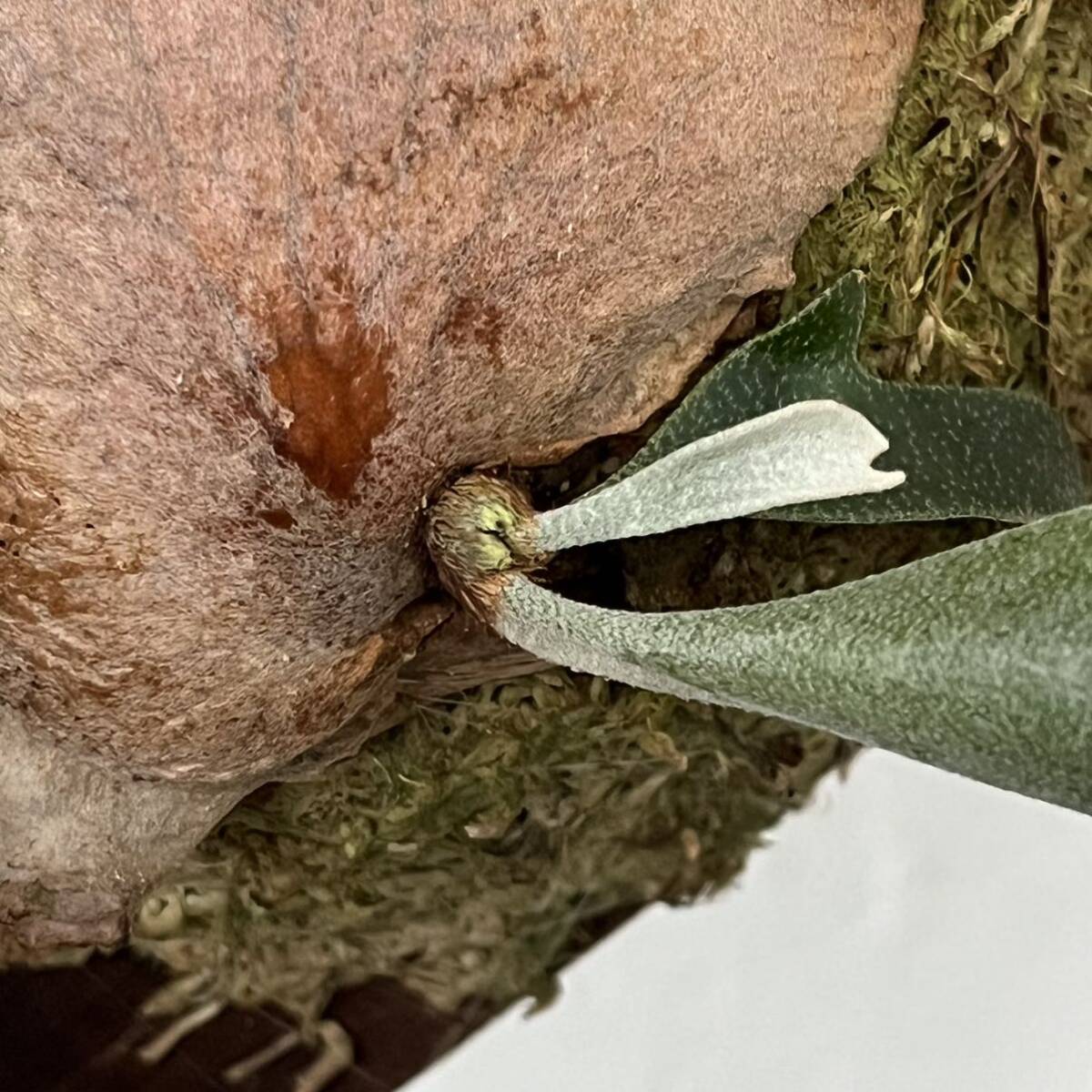 Blueboy blue Boy staghorn fern platycerium decorative plant . stock stock dividing 18 day ( earth ) end 