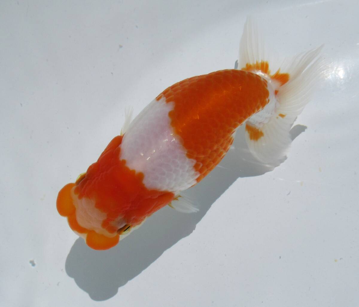 【天明らんちゅう】■■■厳選本命魚■■　■特選魚■　二歳　止の綺麗な　尾形のいい　特上品　■A7_画像1