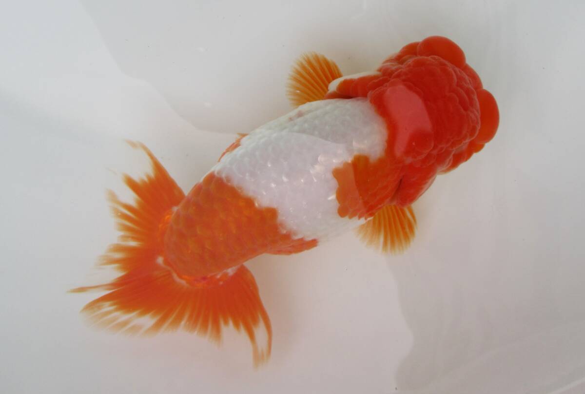 [ heaven Akira golgfish ]### carefuly selected book@ life fish # two -years old 17.0 centimeter fat stop. beautiful tail shape. .. Special on goods #KA1.4.