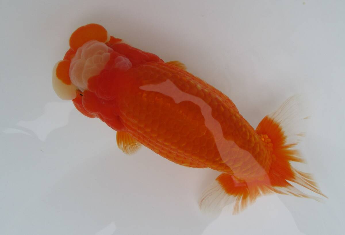 [ heaven Akira golgfish ]### carefuly selected book@ life fish # two -years old 17.0 centimeter fat stop. beautiful tail shape. .. convention for #HH.8