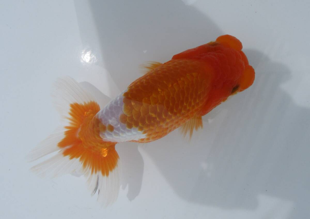 [ heaven Akira golgfish ]### carefuly selected book@ life fish ## # special selection fish # two -years old stop. beautiful tail shape. .. convention for #.5
