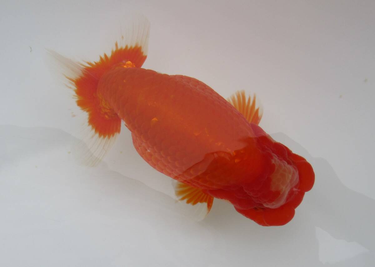[ heaven Akira golgfish ]### carefuly selected book@ life fish # two -years old 16.0 centimeter fat stop. beautiful tail shape. .. Major convention for #HH.1