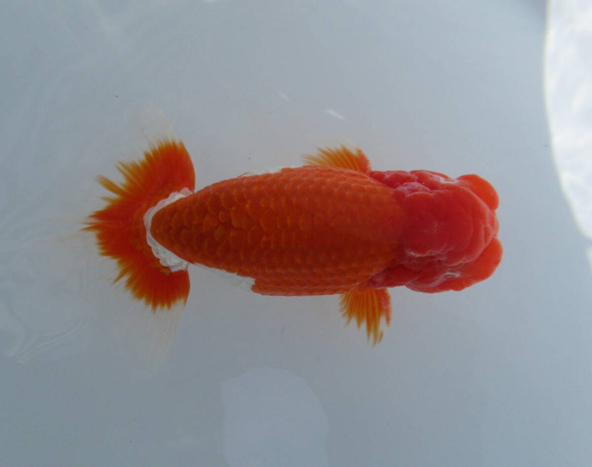 [ небо Akira золотая рыбка ]### тщательно отобранный книга@ жизнь рыба # 2 лет толстый останавливаться. красивый хвост форма. .. собрание для #K1