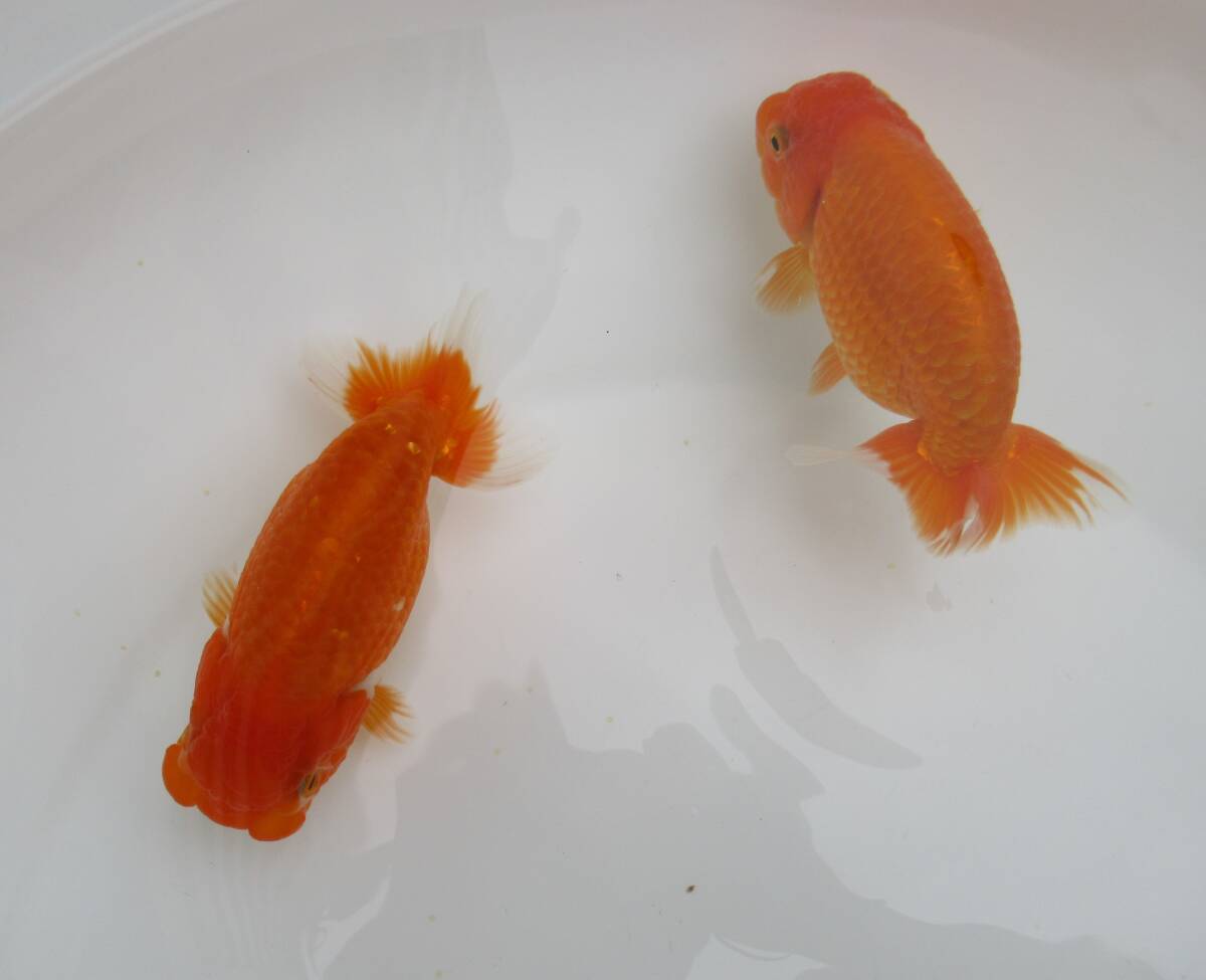 [ heaven Akira golgfish ]### carefuly selected book@ life fish # two -years old 14.0 centimeter till fat stop. beautiful tail shape. .. Special on goods #MF.4