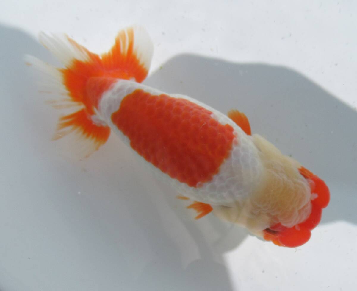 [ heaven Akira golgfish ]### carefuly selected book@ life fish # two -years old fat stop. beautiful tail shape. .. Major convention for #.6