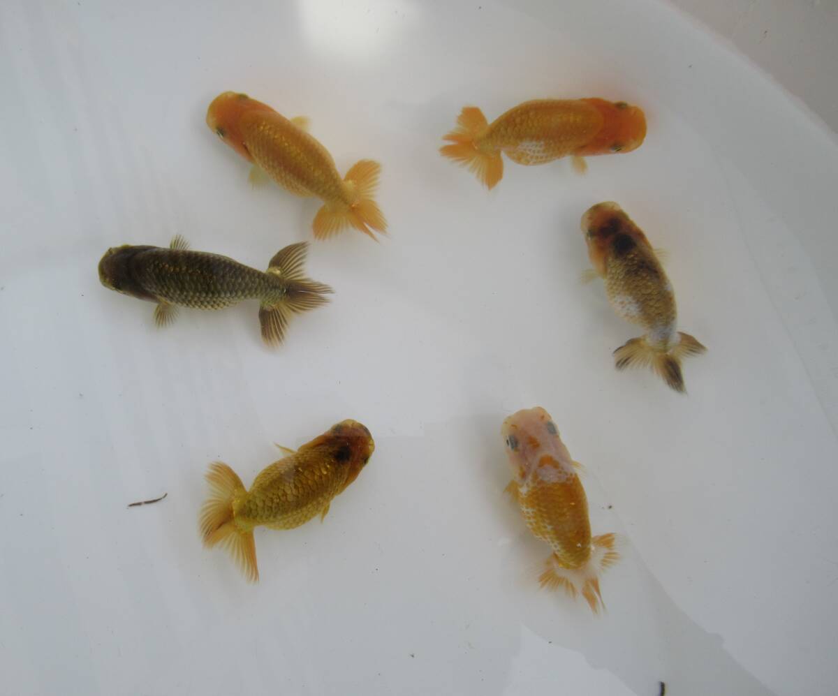 【天明らんちゅう】■■■厳選本命魚■■　■特選魚■　当歳　止の綺麗な　尾形のいい　大会用　■ET.12.E.6_画像2