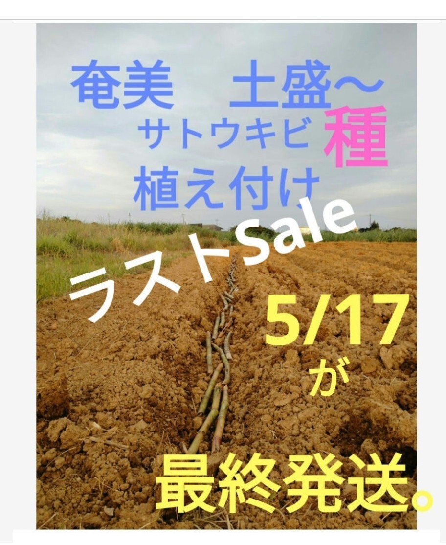 今年　ラスト〜　Sale　サトウキビ種　　　　999円→777円 ご愛顧ナンバー　　　　　　　5月17日が最終発送です。_画像1