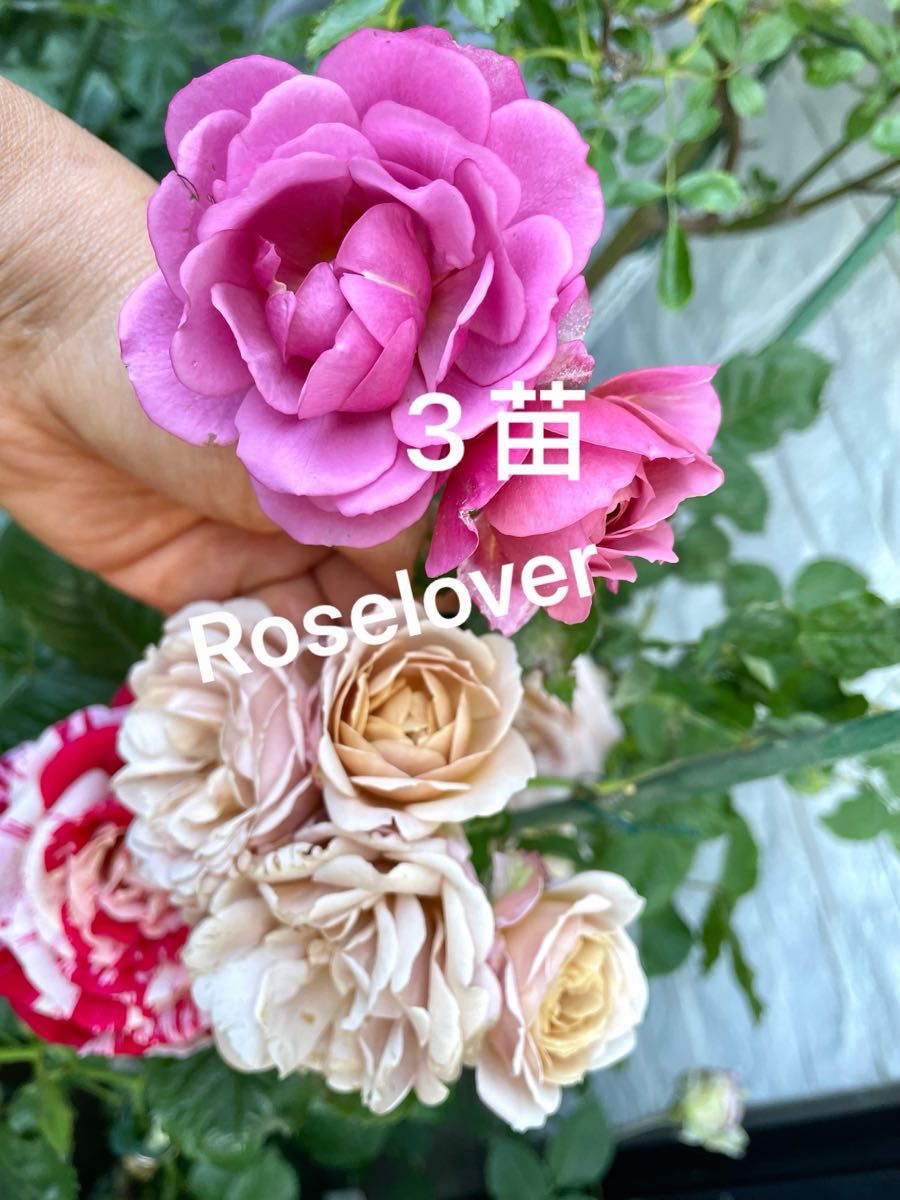 （B ）和バラ限定1セット　希少薔薇苗　レア入手困難　切り花品種　小さめ　挿し木　バラ　