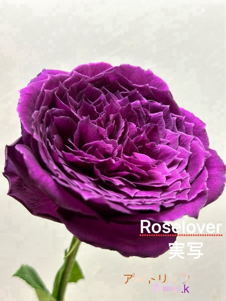 （A ）入手困難 切り花品種　香り　ピンクから紫の花色に　挿し木　バラ アート～ローズ