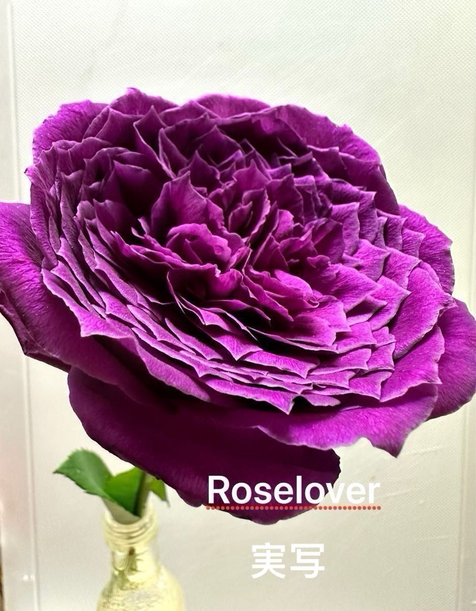（A ）入手困難 切り花品種　香り　ピンクから紫の花色に　挿し木　バラ